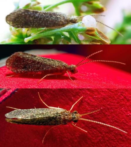 Cyrnus trimaculatus